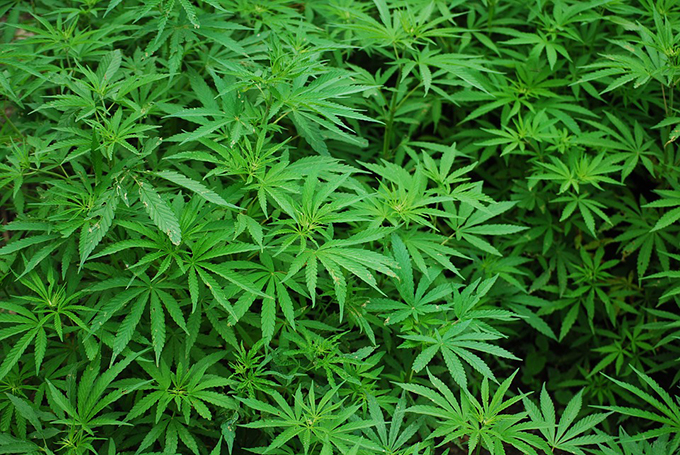 Coltivavano marijuana nei boschi: arrestati due giovani 