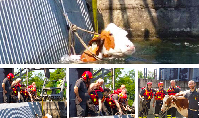 I Vigili del fuoco salvano una mucca caduta nel Canale Regina Elena