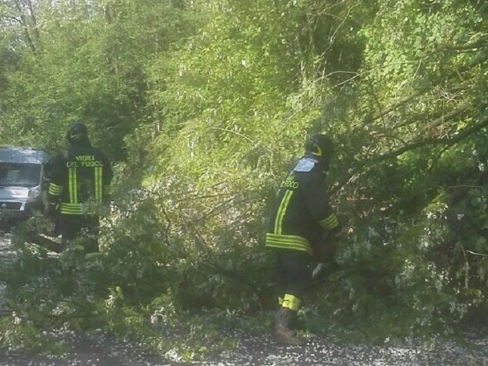 Alberi pericolanti sulla Provinciale: intervento dei Vigili del Fuoco