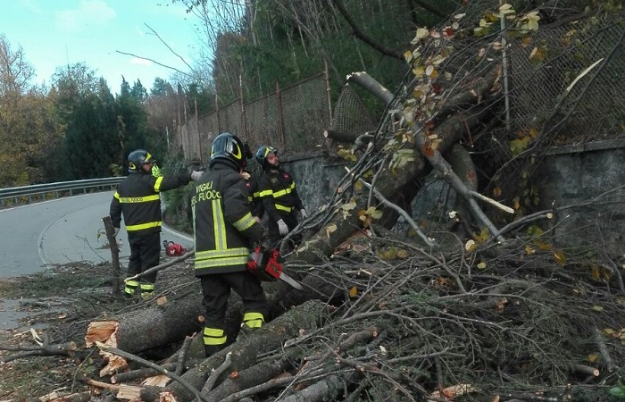 Vigili del Fuoco all'opera a Orta per rimuovere un grosso albero sulla strada. Foto