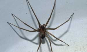 1024px Loxosceles rufescens 20130710a