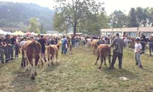 FieraZootecnicaArmeno 3