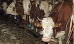 Schermata 2021 02 09 alle 11.58.36