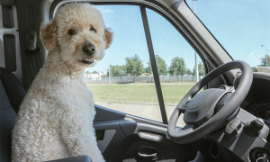 Schermata 2022 08 07 alle 09.39.44