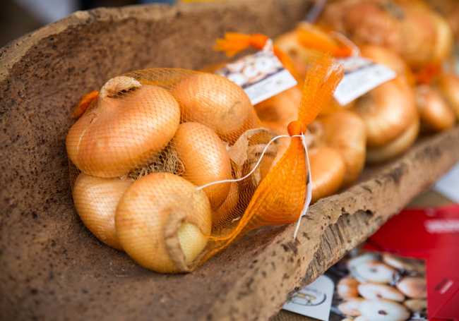 Slow food Cipolla bionda