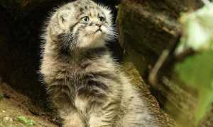 agrate gatto pallas mag 25