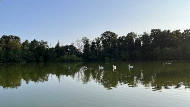 agrate torbiera foto 25