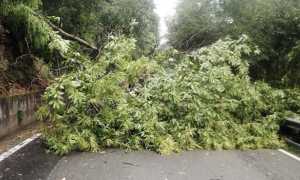 albero caduto pogno giu 25