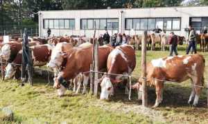 armeno zootecnica 2019