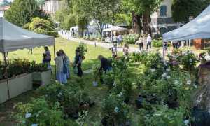 asilo bianco menta e rosmarino