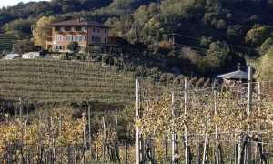 boca vigneti