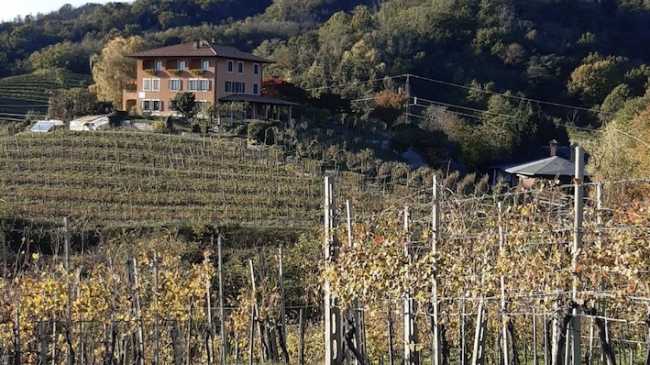 boca vigneti