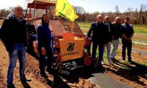 borgo pacciamatura borgo verde