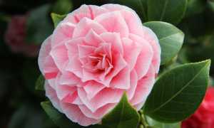 camelia foto