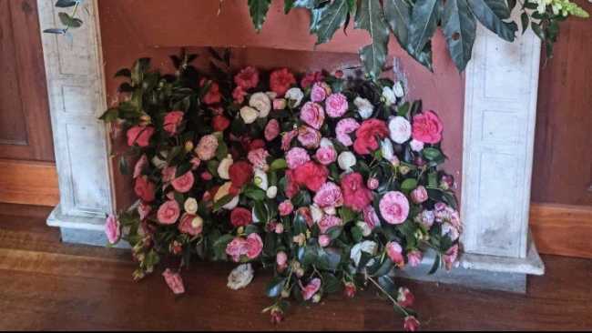 camelia gozzano 1 25