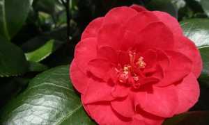 camelia