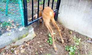 capriolo incastrato cancello