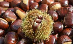 chestnut 2804035 640