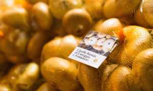 cipolla bionda fontaneto