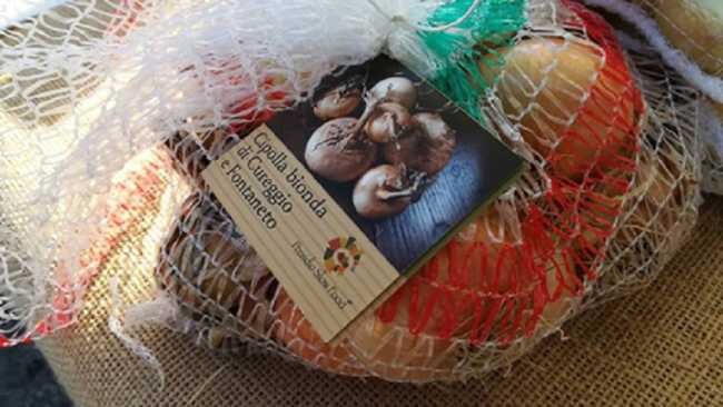 cipolla bionda