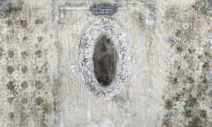 cureggio arte religiosa