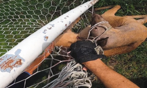 daino nella rete di vaprio