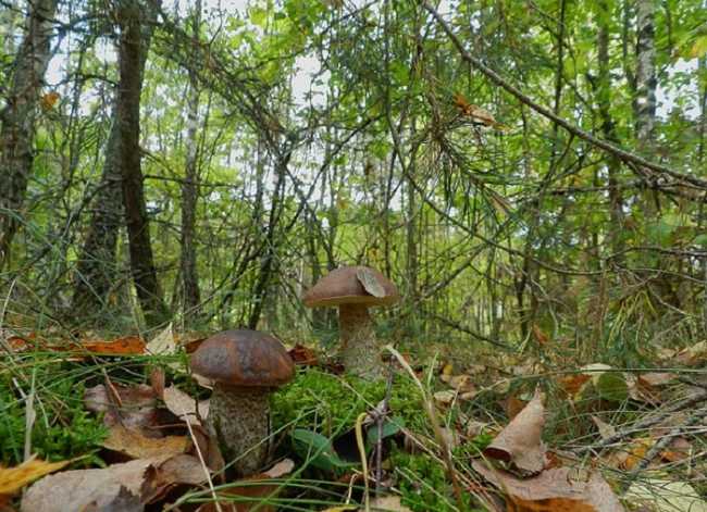 funghi boletus