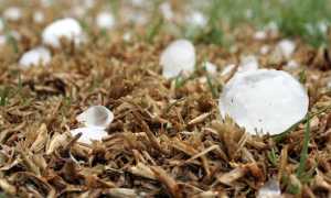 grandine chicchi grandi