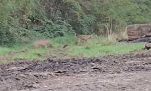 lupi olegg cast gatt