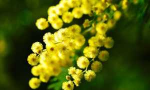 mimosa 274206 960 720