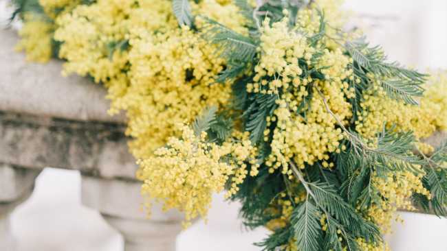 mimose