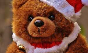 orso natale