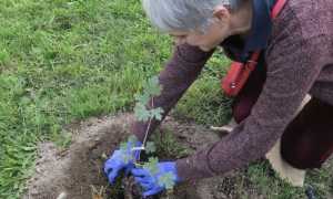 paese a 6 corde green