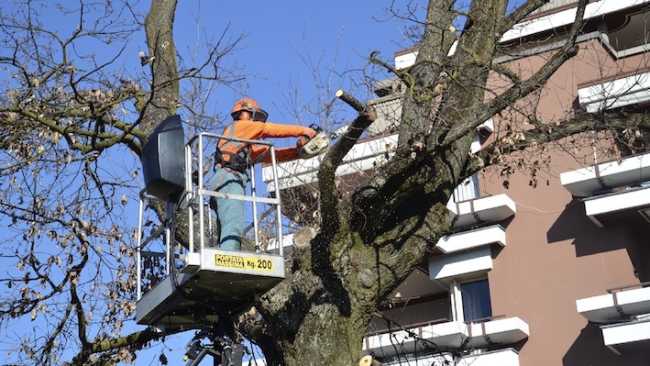 potature alberi cestello