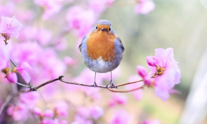 primavera uccello fiori
