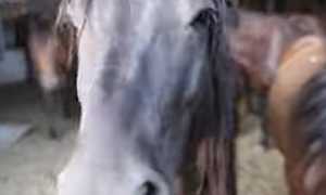 rifugio miletta animali trovati