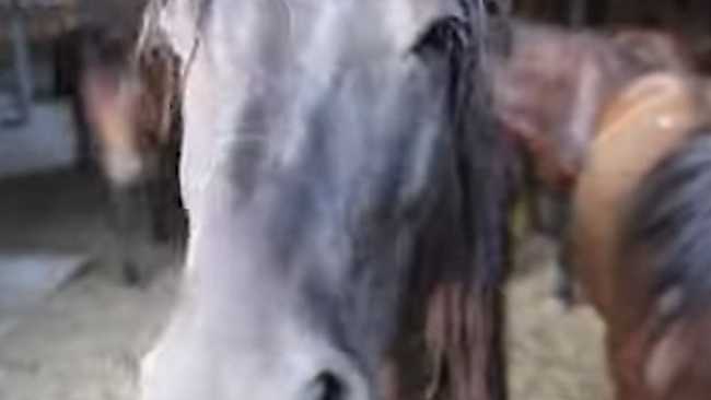 rifugio miletta animali trovati