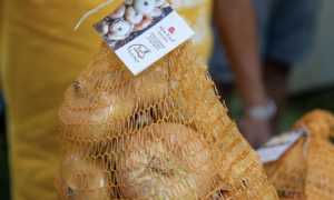 sacchetto cipolla bionda