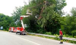 vigili pianta strada borgomanero giu 17 copia