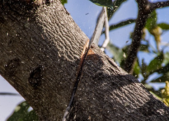 abbattimento alberi motosega