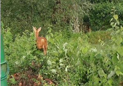 capriolo libero bosco