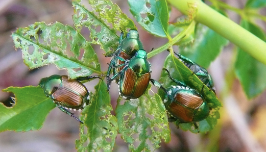 insrtto popilia foglia