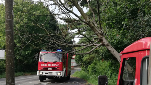 agrate albero temporale