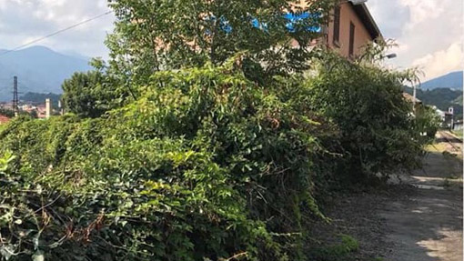 borgosesia boscaglia