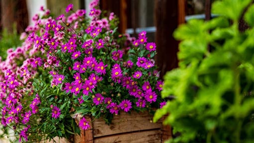 fiori foto modificato 2