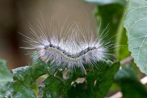 Hyphantria cunea 2019