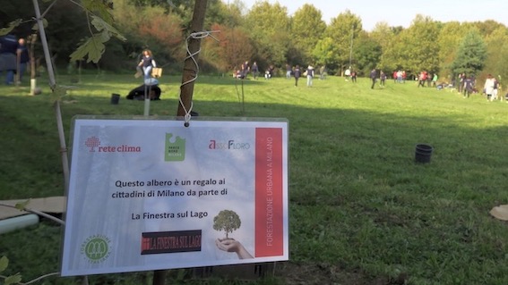 paese a 6 corde green 2