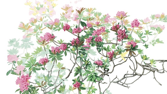 Margherita Leoni Rhododendron ferrugineum