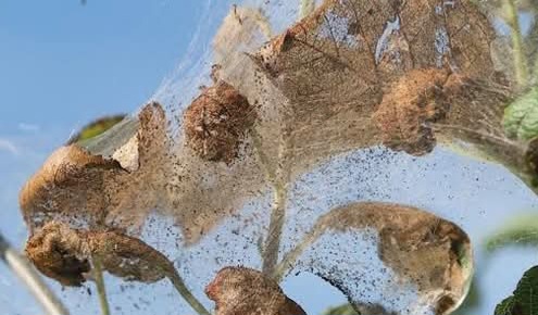 Ifantria larve ago 25